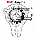 CBSE Sample Papers for Class 12 Biology Set 7 with Solutions Q 31