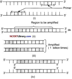CBSE Sample Papers for Class 12 Biology Set 7 with Solutions Q19