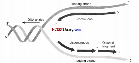 CBSE Sample Papers for Class 12 Biology Set 7 with Solutions Q32