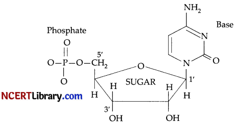 CBSE Sample Papers for Class 12 Chemistry Set 2 with Solutions 17
