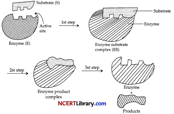 CBSE Sample Papers for Class 12 Chemistry Set 5 with Solutions 33