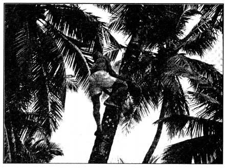 Class 10 Sanskrit Grammar Book Solutions चित्राधारितम् वर्णनम् 9