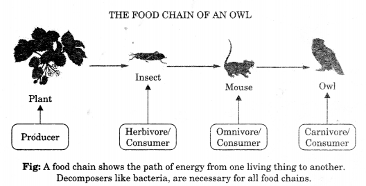 Class-11-Geography-NCERT-Solutions-Chapter-15-Life-on-the-Earth-HOTS-Q3