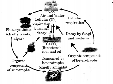 Class 11 Geography NCERT Solutions Chapter 15 Life on the Earth Map Skills Q1
