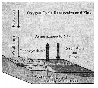 Class 11 Geography NCERT Solutions Chapter 15 Life on the Earth Map Skills Q3.1