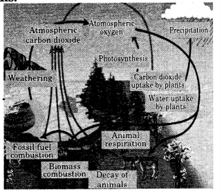 Class 11 Geography NCERT Solutions Chapter 15 Life on the Earth Map Skills Q3