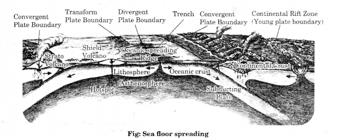 Class-11-Geography-NCERT-Solutions-Chapter-4-Distribution-of-Oceans-and-Continents-SAQ-Q2