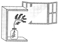 Coordination-in-Plants-1