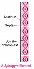 Diversity-in-Living-Organisms-Class-9-Extra-Questions-Science-Chapter-7-1