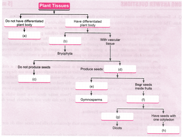 Diversity in Living Organisms Class 9 Extra Questions Science Chapter 7 2