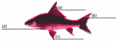 Diversity in Living Organisms Class 9 Extra Questions Science Chapter 7 3