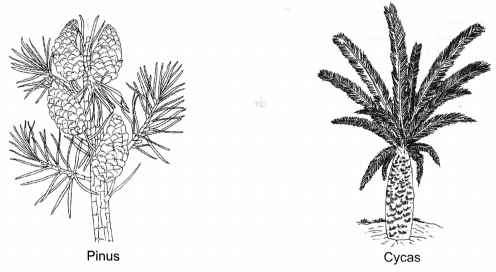 Diversity in Living Organisms Class 9 Extra Questions Science Chapter 7 5