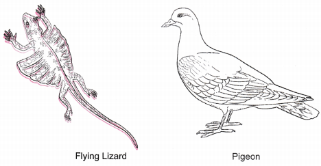 Diversity in Living Organisms Class 9 Extra Questions Science Chapter 7 6