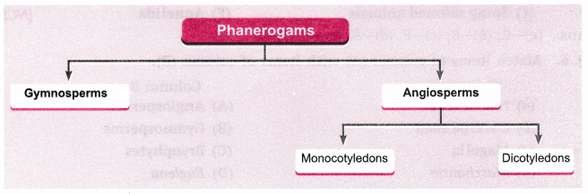 Diversity in Living Organisms Class 9 Extra Questions Science Chapter 7 8