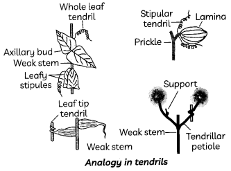 Evolution-and-Classification-1