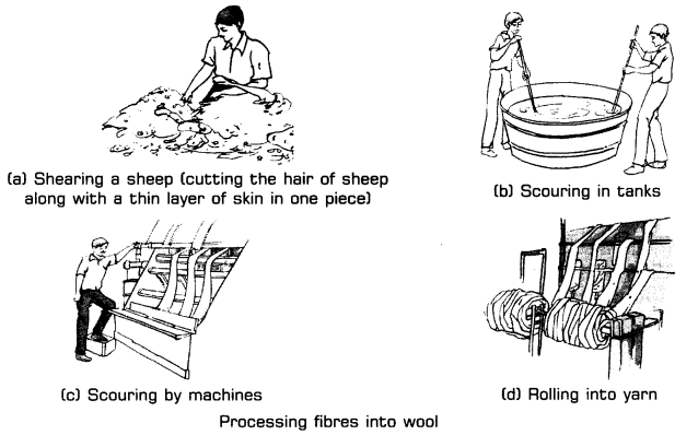 Fibre to Fabric Class 7 Extra Questions Science Chapter 3 lo Q 4
