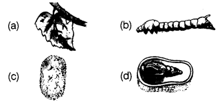 Fibre-to-Fabric-Class-7-Extra-Questions-Science-Chapter-3-sh-Q-2