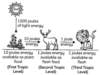 Food Chains And Food Webs 2