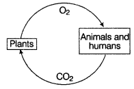 Forests-Our-Lifeline-Class-7-Extra-Questions-Science-Chapter-17-1