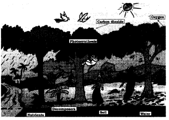 Forests Our Lifeline Class 7 Extra Questions Science Chapter 17 2