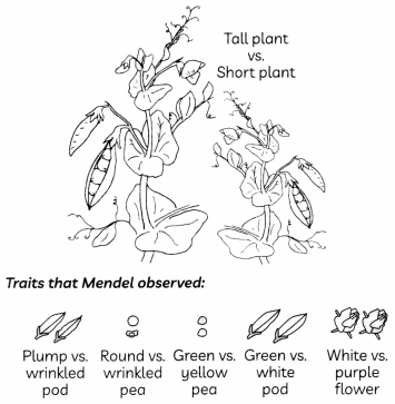 Heredity-1