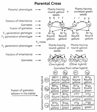 Heredity 4