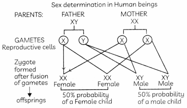 Heredity 6