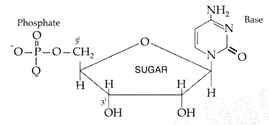 Important Questions for Class 12 Chemistry Chapter 14 Biomolecules Class 12 Important Questions 10