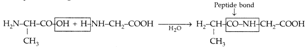 Important Questions for Class 12 Chemistry Chapter 14 Biomolecules Class 12 Important Questions 19