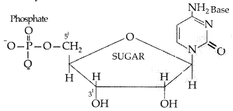 Important Questions for Class 12 Chemistry Chapter 14 Biomolecules Class 12 Important Questions 23