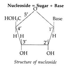 Important Questions for Class 12 Chemistry Chapter 14 Biomolecules Class 12 Important Questions 24