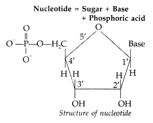 Important Questions for Class 12 Chemistry Chapter 14 Biomolecules Class 12 Important Questions 25