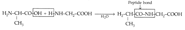 Important Questions for Class 12 Chemistry Chapter 14 Biomolecules Class 12 Important Questions 6