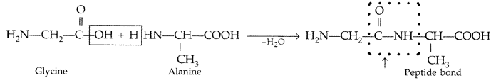 Important Questions for Class 12 Chemistry Chapter 14 Biomolecules Class 12 Important Questions 7