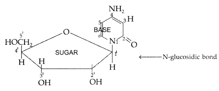 Important Questions for Class 12 Chemistry Chapter 14 Biomolecules Class 12 Important Questions 9
