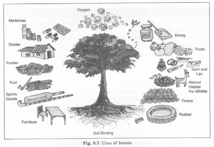 India-Climate-Vegetation-and-Wildlife-Class-6-Extra-Questions-Geography-Chapter-8-S-Q7