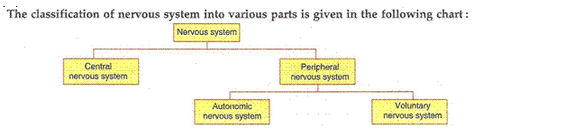 Lakhmir Singh Biology Class 10 Solutions Control and Coordination 10
