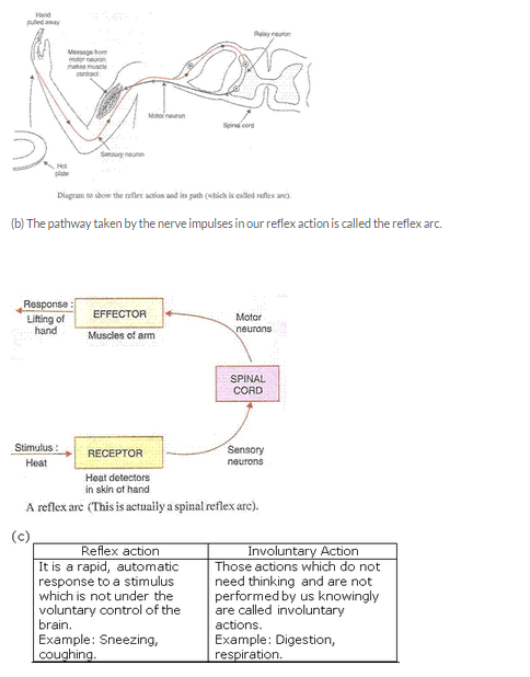 Lakhmir Singh Biology Class 10 Solutions Control and Coordination 11