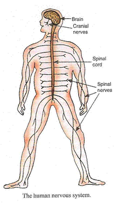 Lakhmir Singh Biology Class 10 Solutions Control and Coordination 12