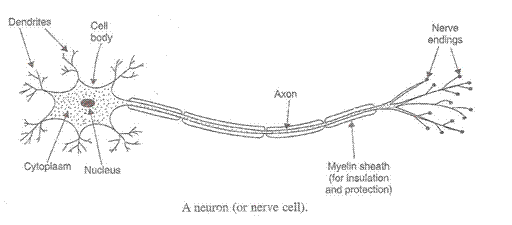 Lakhmir Singh Biology Class 10 Solutions Control and Coordination 13