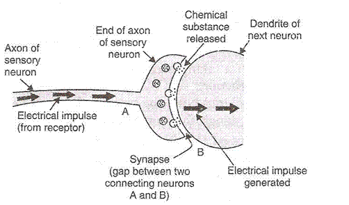 Lakhmir Singh Biology Class 10 Solutions Control and Coordination 14