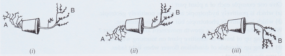 Lakhmir Singh Biology Class 10 Solutions Control and Coordination 2