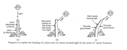 Lakhmir Singh Biology Class 10 Solutions Control and Coordination 3