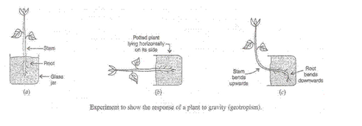 Lakhmir Singh Biology Class 10 Solutions Control and Coordination 4