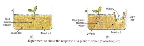 Lakhmir Singh Biology Class 10 Solutions Control and Coordination 5