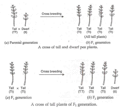 Lakhmir Singh Biology Class 10 Solutions Heredity and Evolution 1