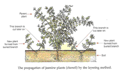 Lakhmir Singh Biology Class 10 Solutions How do Organisms Reproduce 1