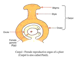 Lakhmir Singh Biology Class 10 Solutions How do Organisms Reproduce 11