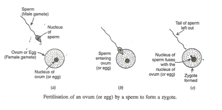 Lakhmir Singh Biology Class 10 Solutions How do Organisms Reproduce 13