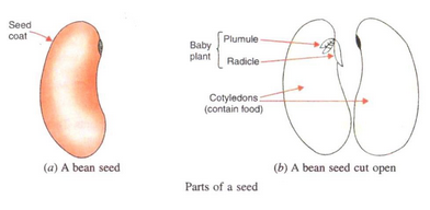 Lakhmir Singh Biology Class 10 Solutions How do Organisms Reproduce 14